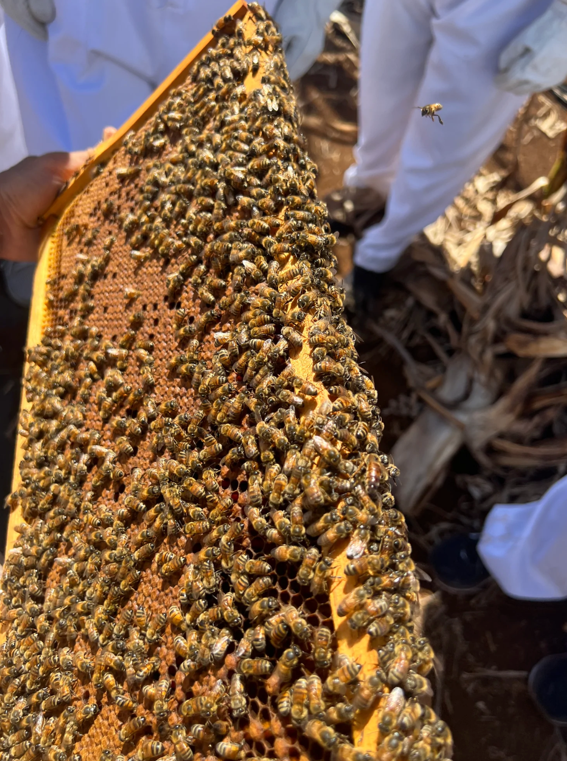 Apiary Tour & Honey Tasting Gift Certificate